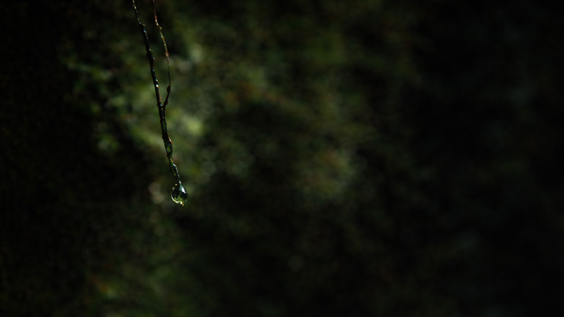A single drop of dew resting on a branch in a serene forest setting