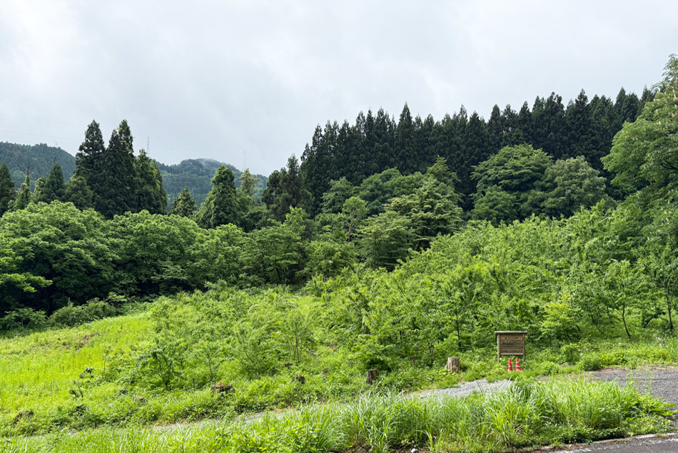クロモジ伐採